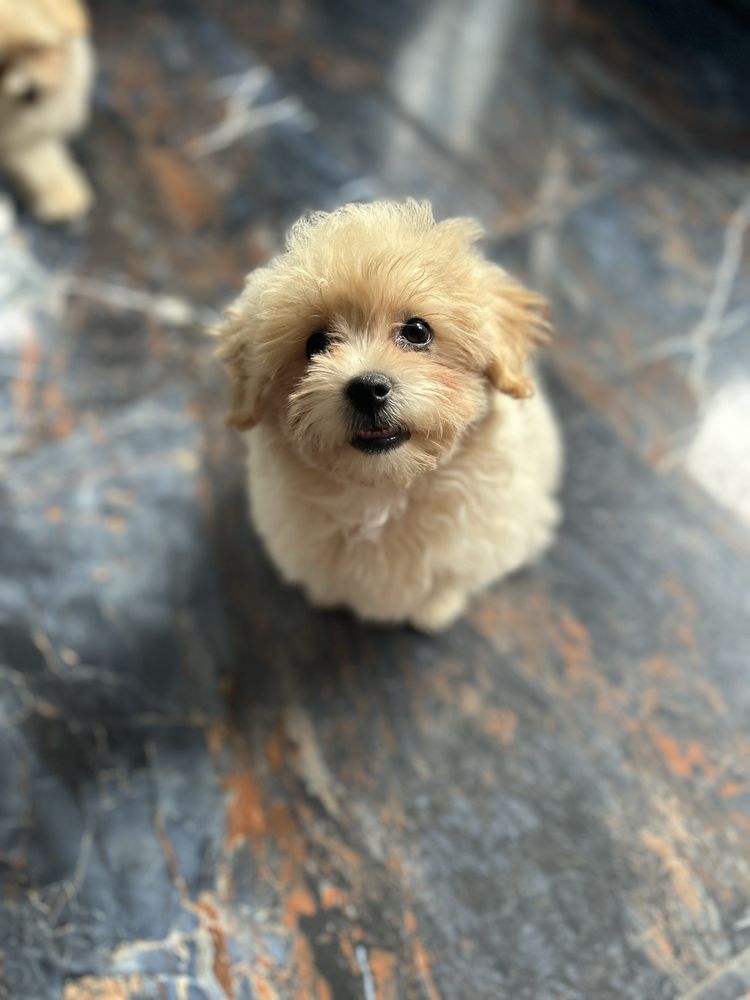Maltipoo śliczny piesek