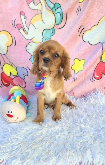Cavalier King Charles Spaniel Macho