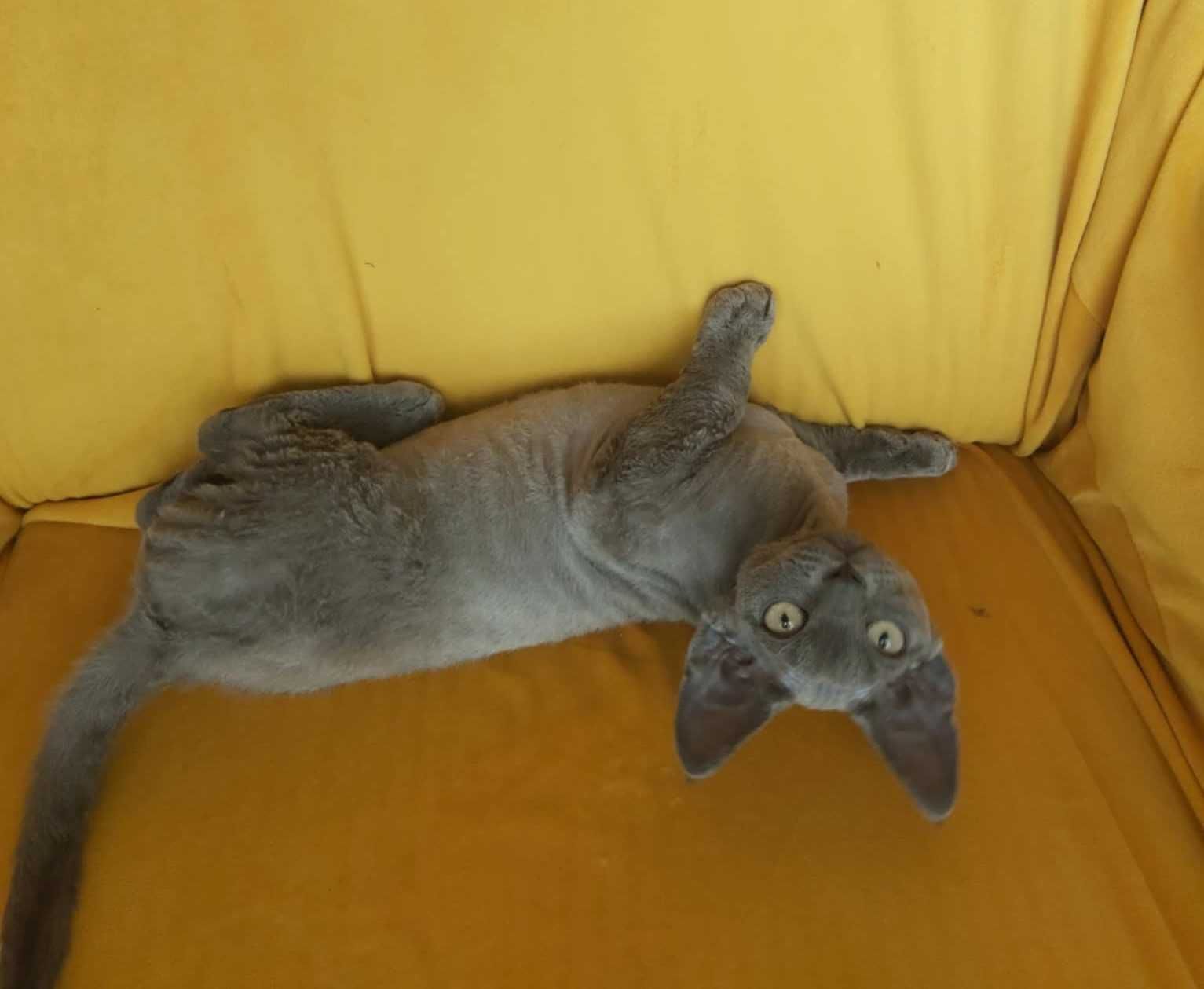 Gotowy do odbioru Devon rex niebieski kocurek