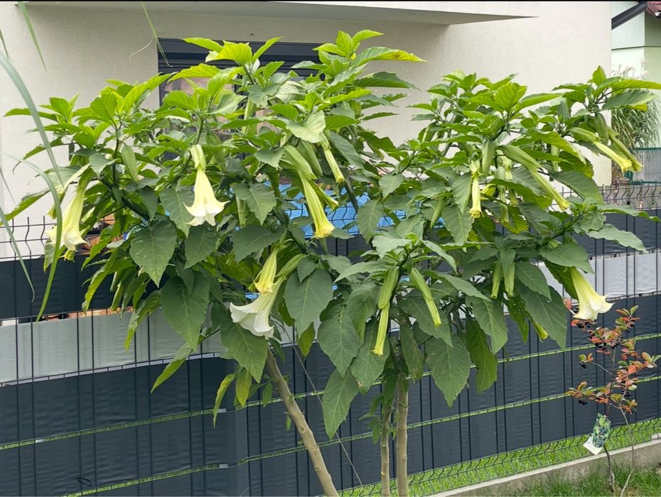 Datura brugmansja 3 latki na sprzedaz