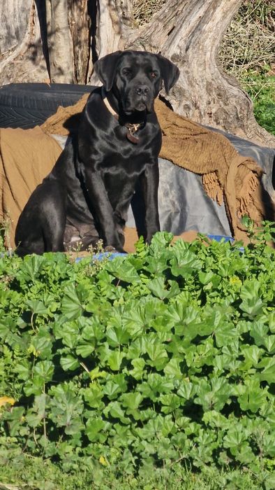 Cane Corso Italiano