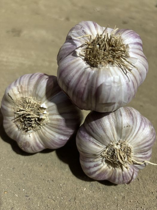 Czosnek zimowy Harnaś