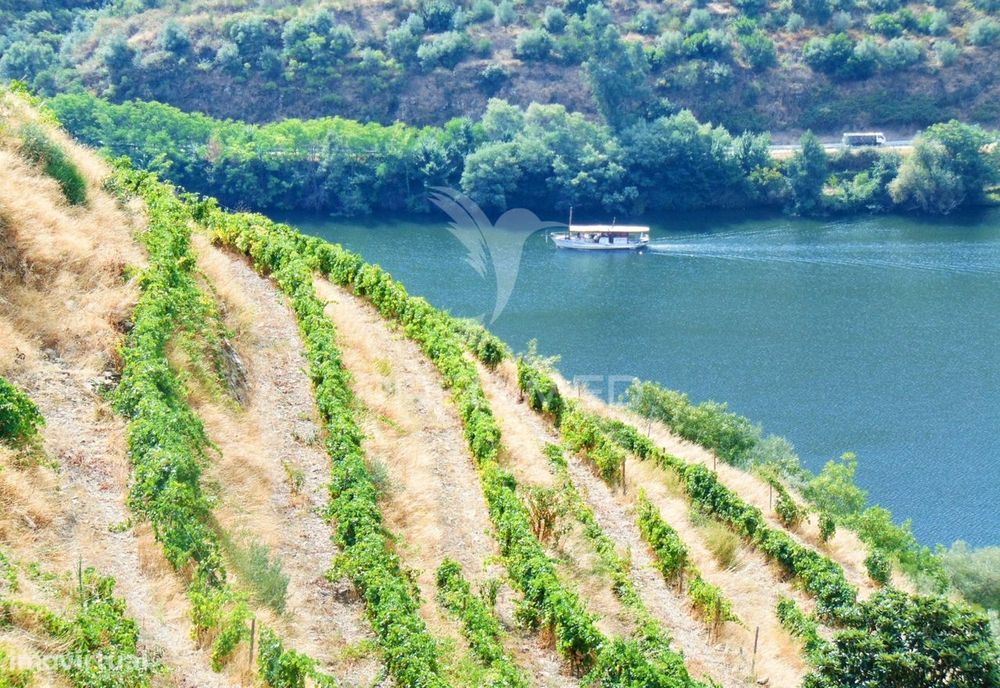 Vinha em Produção no rio Douro