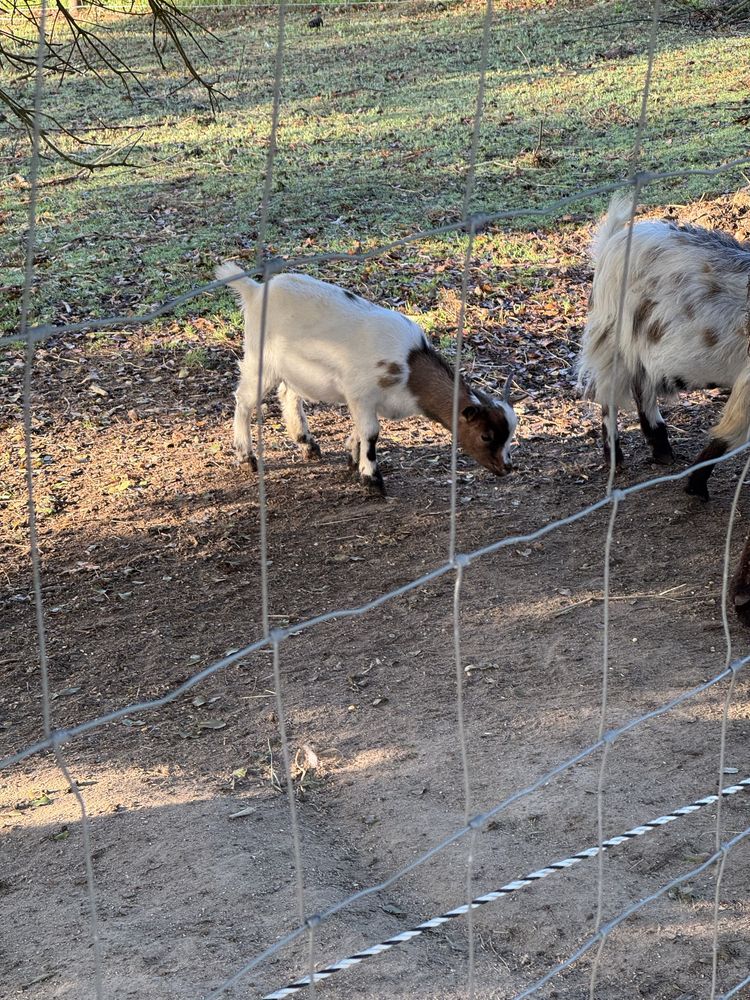 Cabra ana (macho 6 meses ) goat tb troco