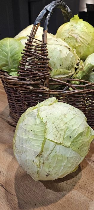 Tradycyjnie kiszona kapusta ekologiczna 5 sloikow