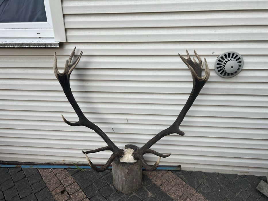 Виріб з ріг оленя