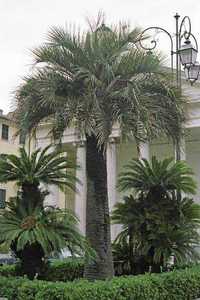 Butia odorata -10°C sadzonka palma +GRATIS instrukcja uprawy