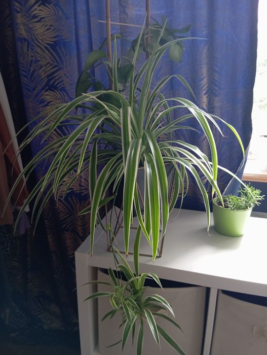 Kwiat emporium i zielistka