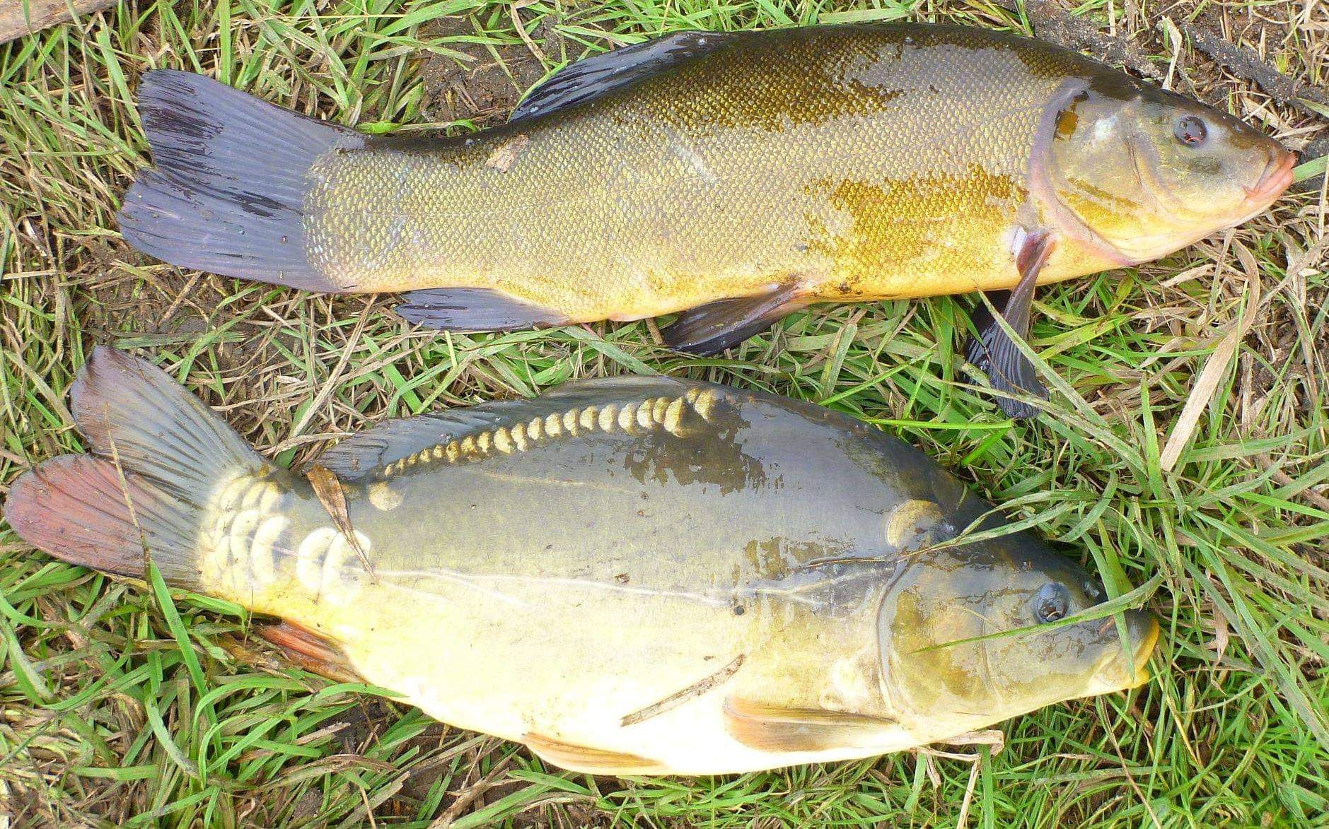 Karp handlowy, kroczek sprzedam
