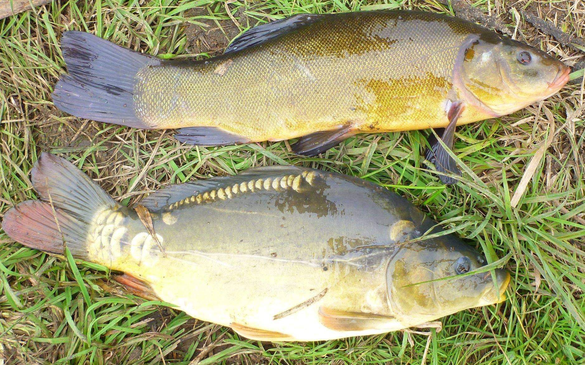 Karp kroczek, karp na łowiska powyżej 5kg, Amur 10kg sprzedam