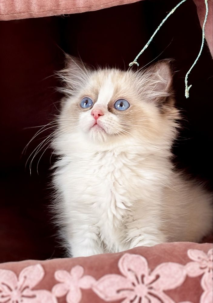Kotka  Ragdoll - puchata lalka.