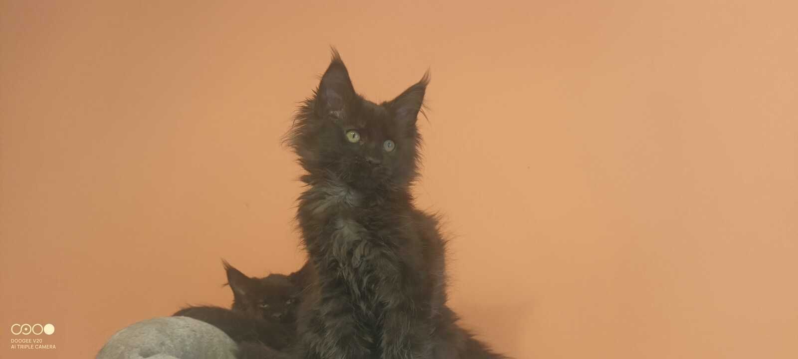 Kotka Maine Coon