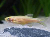 Danio pregowane albino