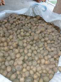 Odsorty ziemniaka,Ziemniaki paszowe