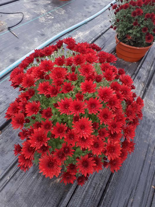 Chryzantemy drobnokwiatowe