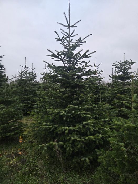 Choinki ,choinki jodła kaukazka z dostawą