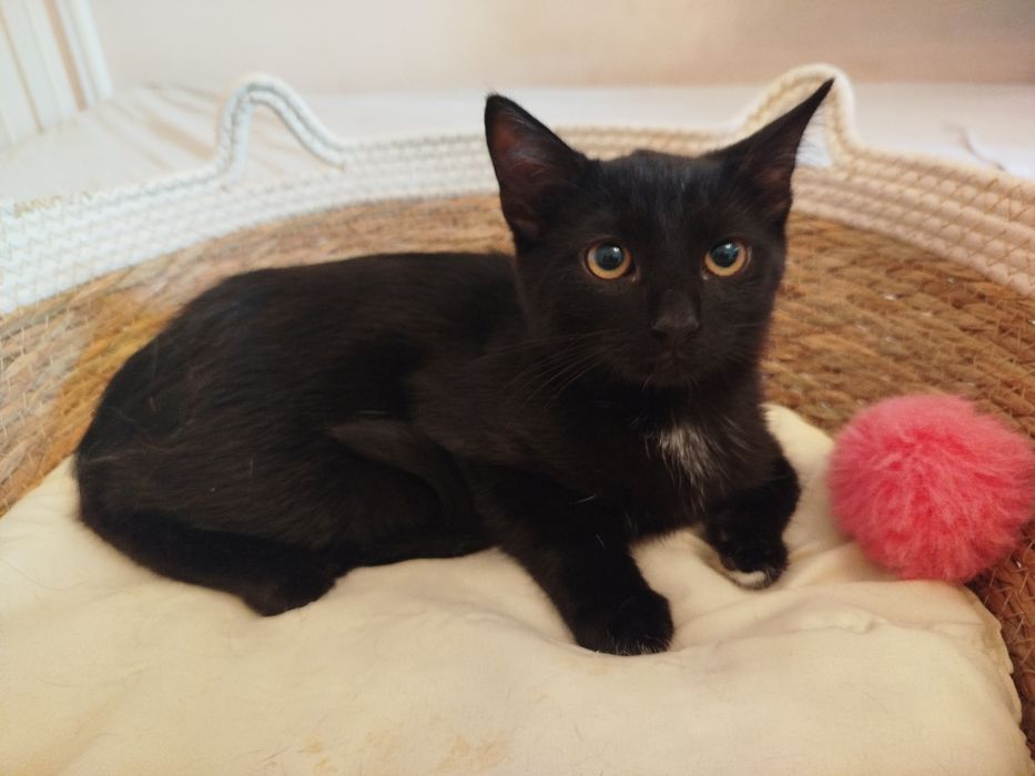 Pedro - czarny kocurek