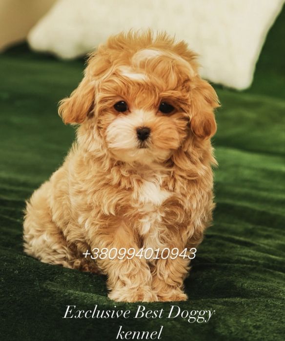 Ексклюзивні малята - цуценята. Мальтіпу ф1.  Темна карамель, брауні