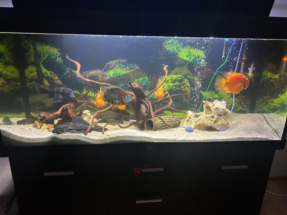 Akwarium 450l z życiem