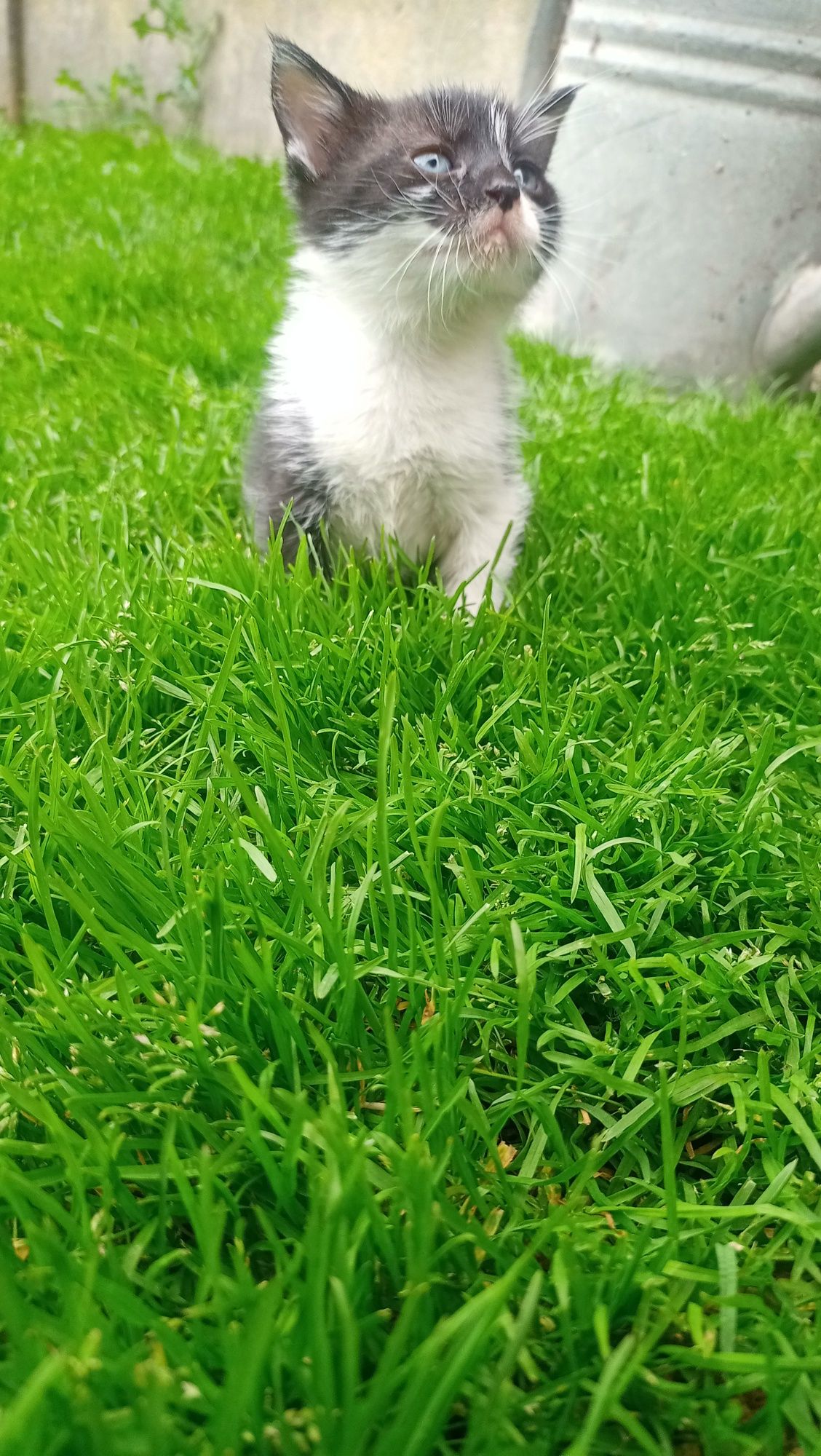 Oddam w dobre ręce kotke