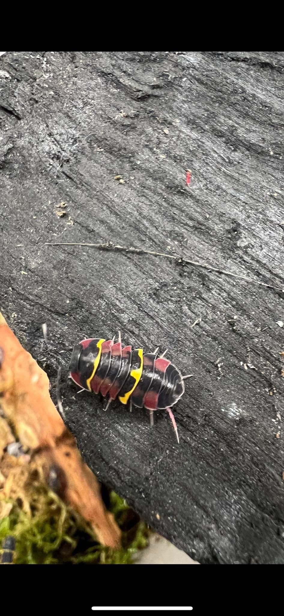 Merulanella Crimson Diablo isopod isopody