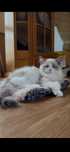 Cudowna koteczka blue bicolor ragdoll