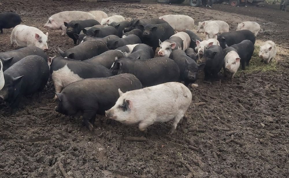 Продам великі корейські свині