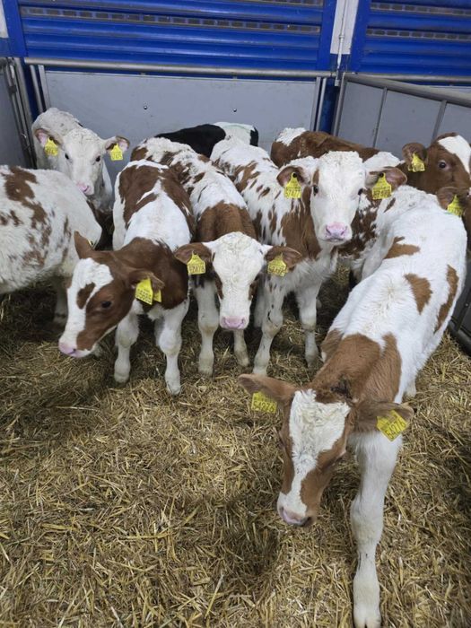 Cielęta, cielaki, byczki oraz jałówki mięsne, MM,MS,HF transport