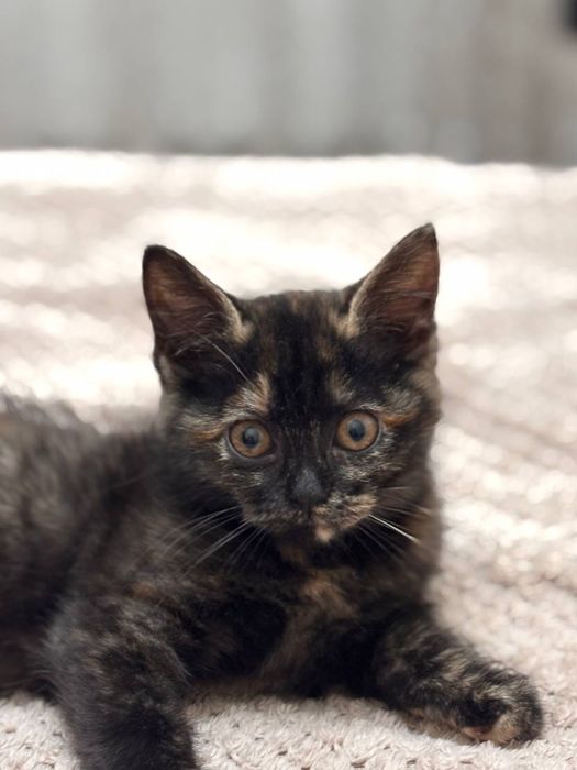 Віддамо в добрі руки