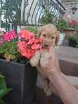 Cocker Spaniel Angielski