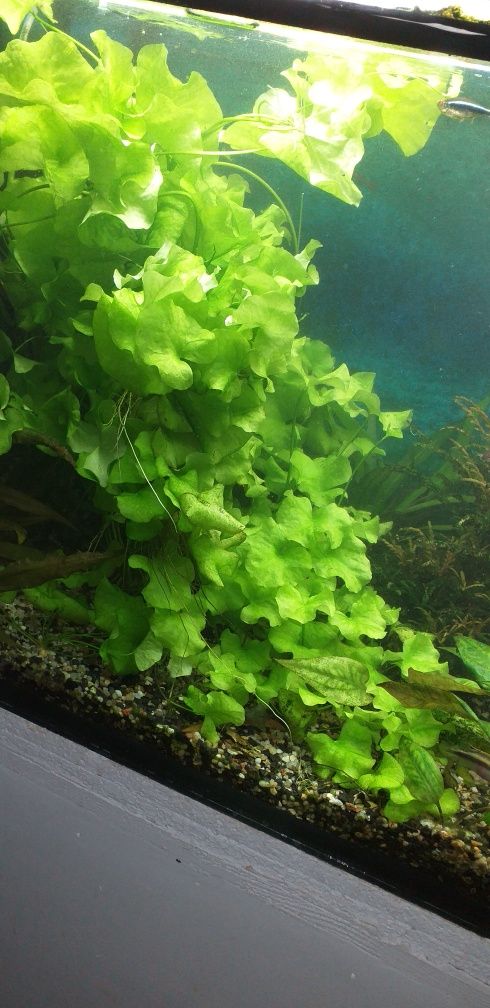 Lotos roślinka do akwarium
