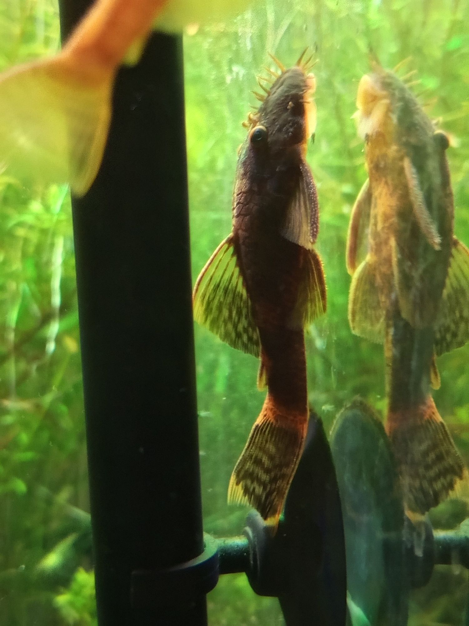 Młode samiece Ancistrus sp.