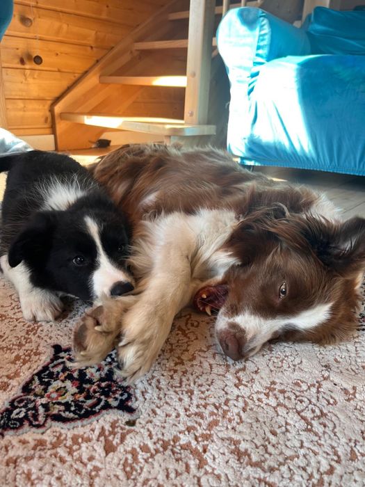 Border Collie czarno bialy/badania gen/ gotowy do odbioru