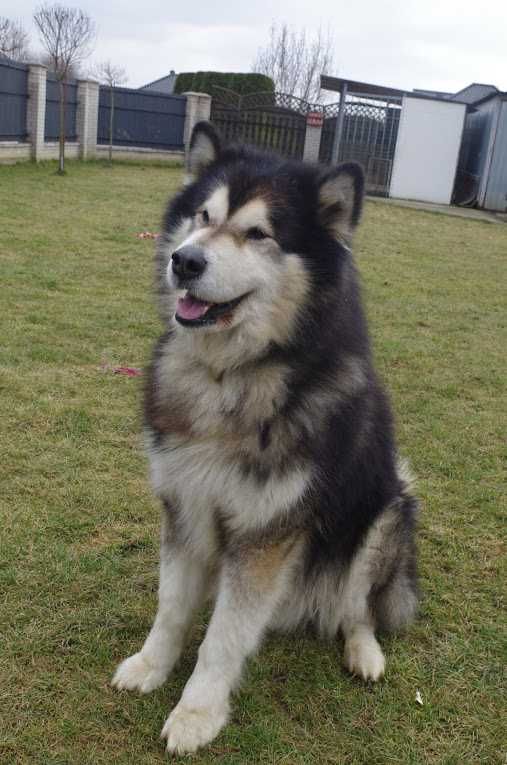 Grey - zjawiskowy Alaskan Malamute z rodowodem ZKwP FCI ADOPCJA