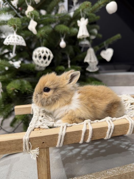 królik karzełek do rezerwacji