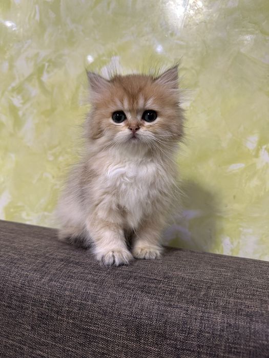 Британские  длинношерстные котята