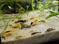 Glonojady, zbrojniki niebieskie i albinos