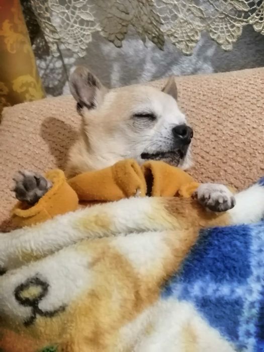 Гарна собачка-дівчинка