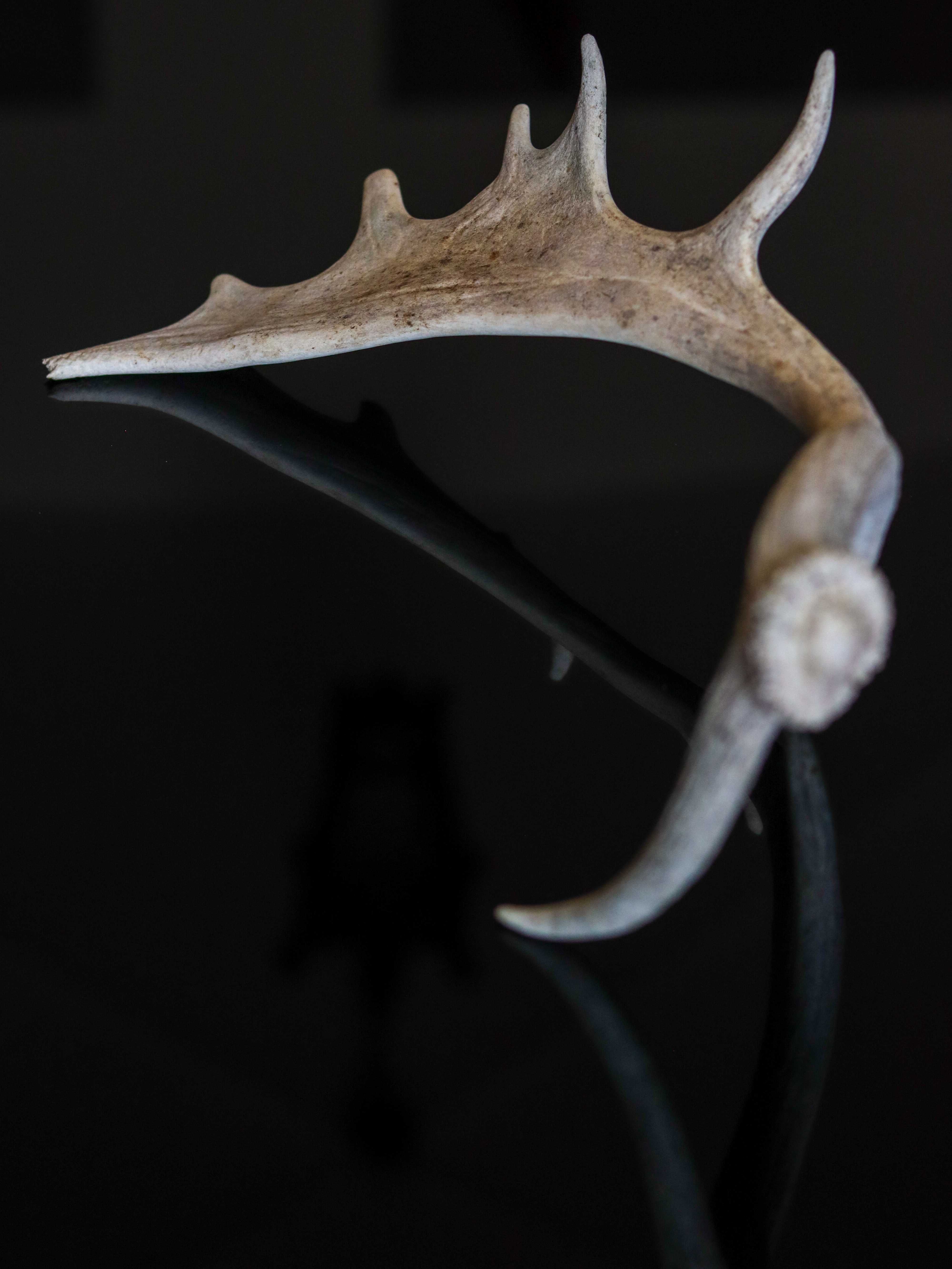 Chifres de Gamo, espécie "Dama Dama".