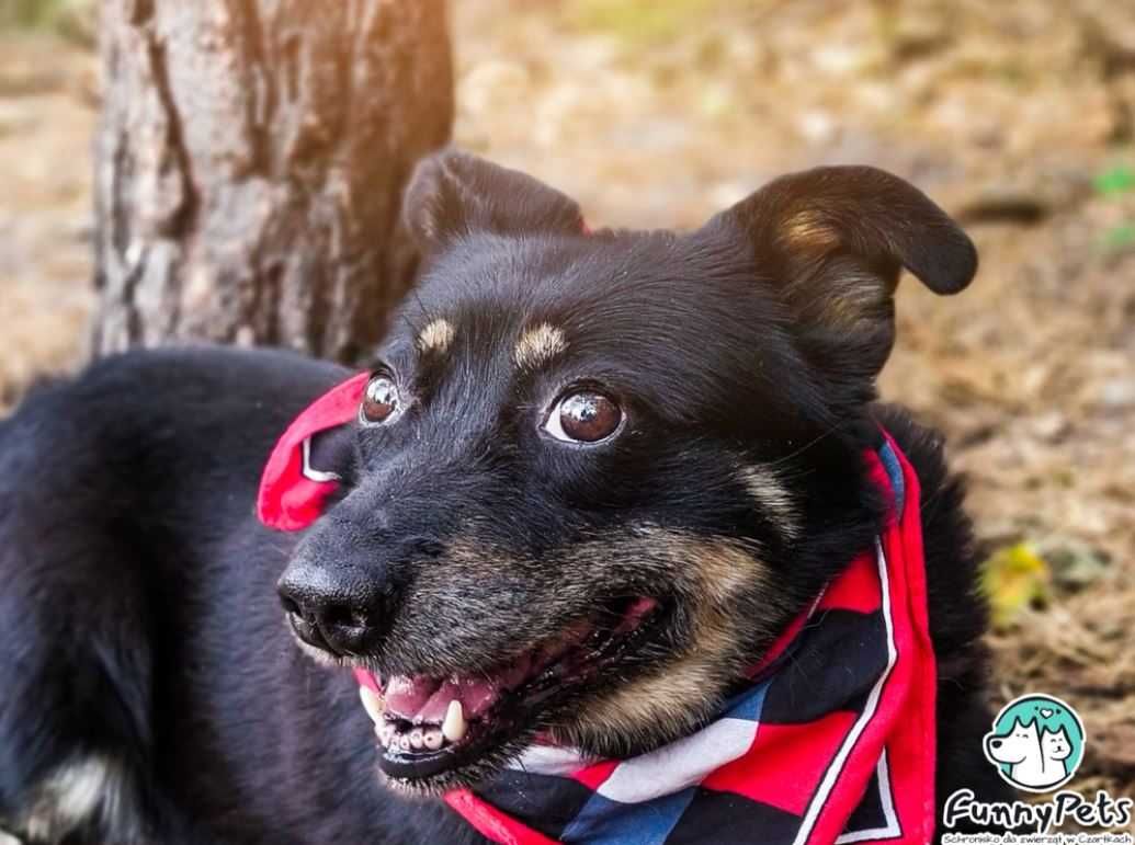 Pomożesz przezwyciężyć lęki Suzi? Adoptujesz?