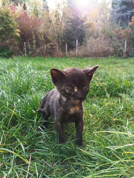 Oddam kocięta do adopcji