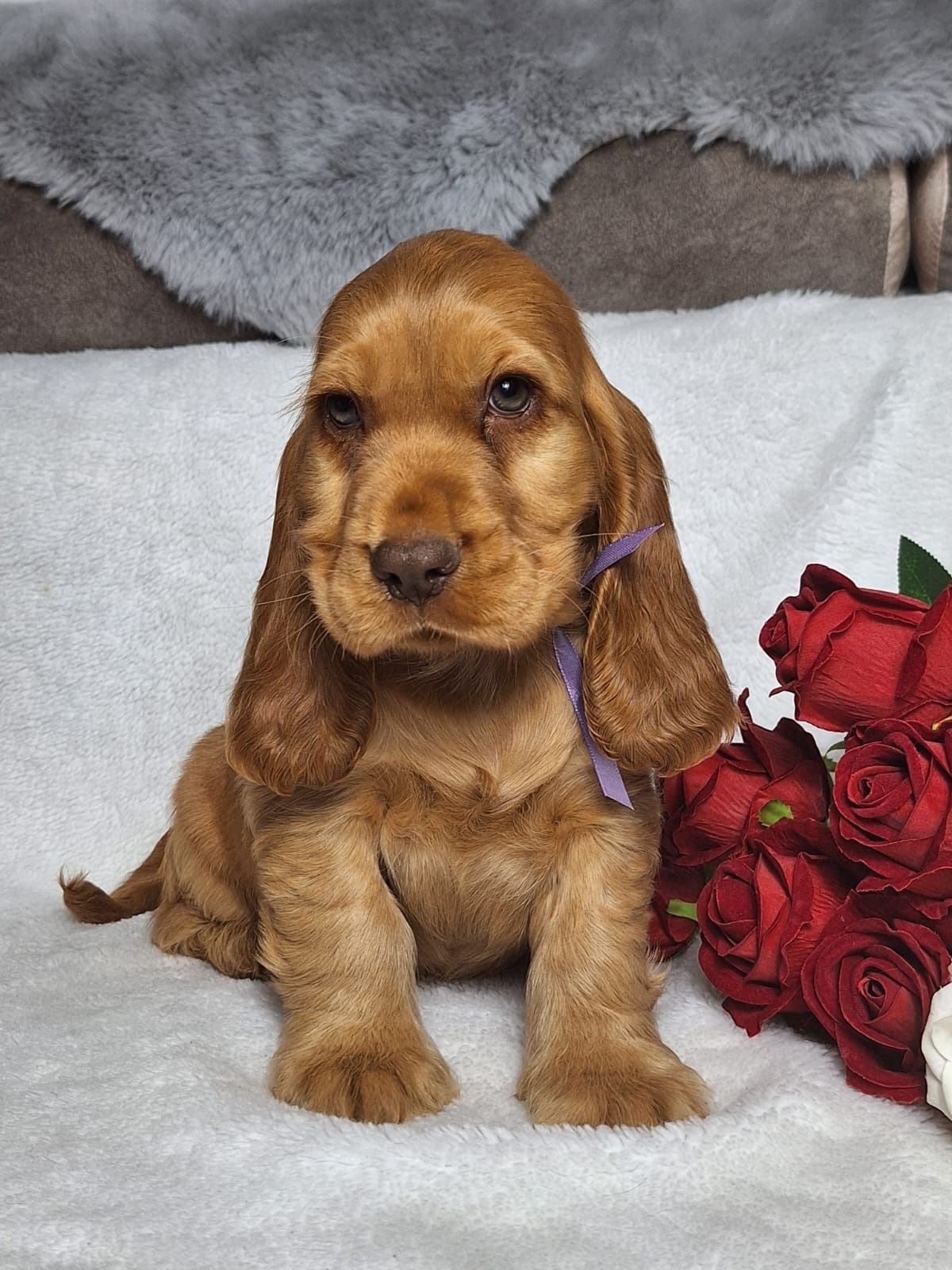Cocker spaniel angielski - piesek złoty z czekoladowym noskiem