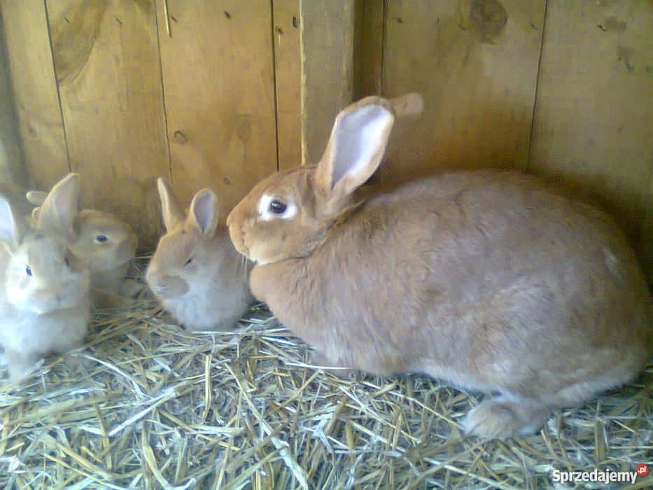 Króliki burgundzkie, samice i samce