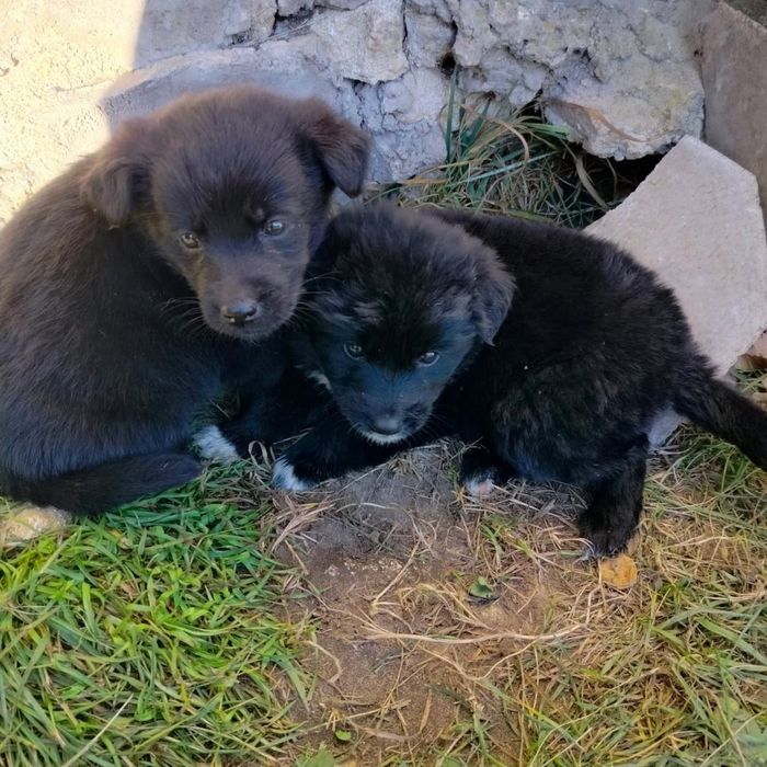 Pieski do oddania za darmo.