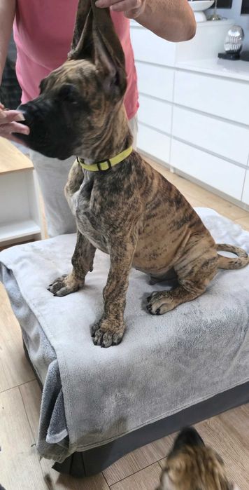 Dog Niemiecki Szczenię