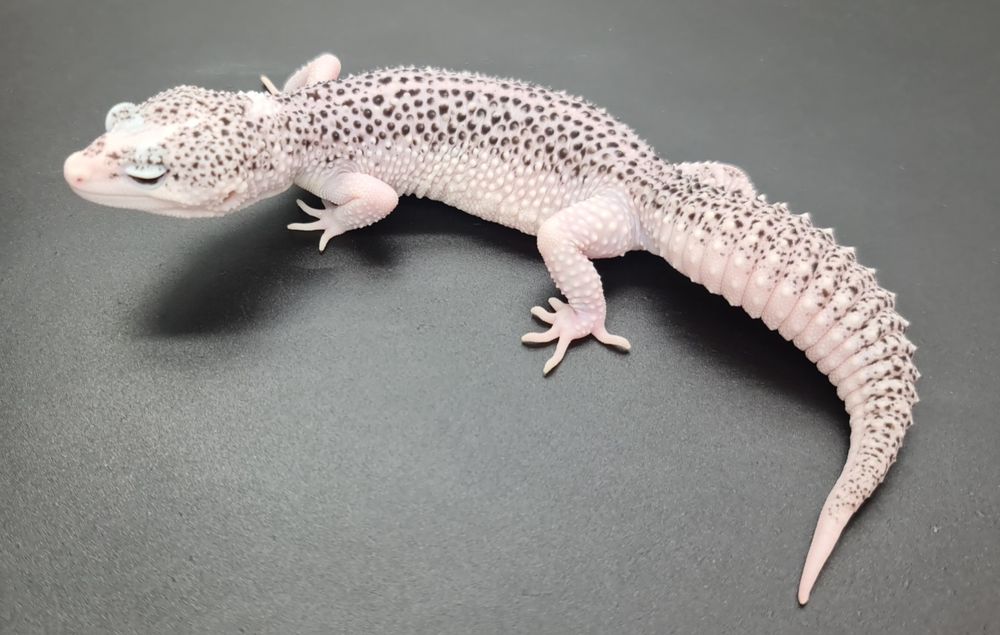 Gekon lamparcie Total Eclipse