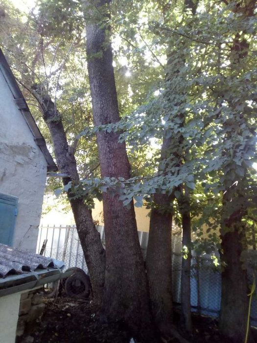 Зрізати, зрізання, видалення, срезать дерево. Розчистка ділянок.