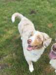 Suczka red merle owczarek australijski Fci
