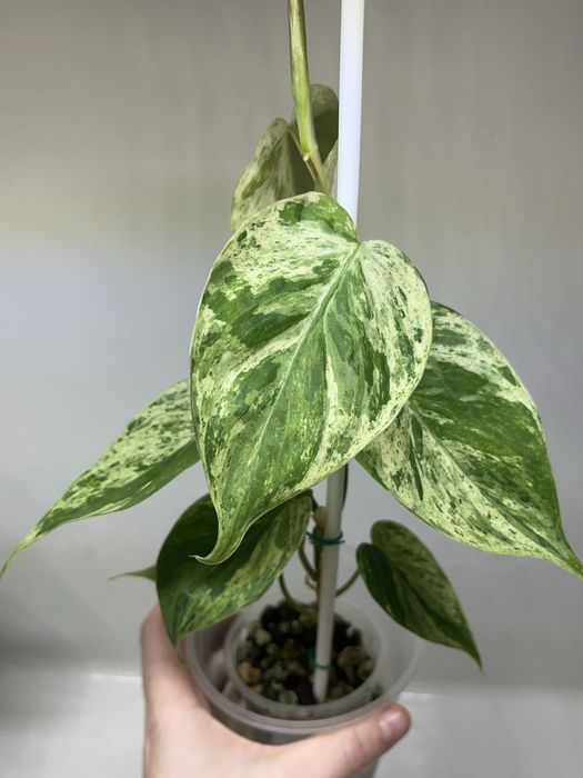 philodendron haderaceum variegata