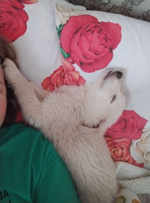 Голден ретрівер щенятка